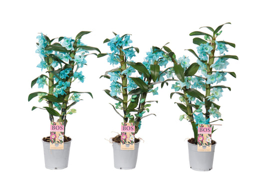 Dendrobium colour ocean blue 50cm 12cm Pot