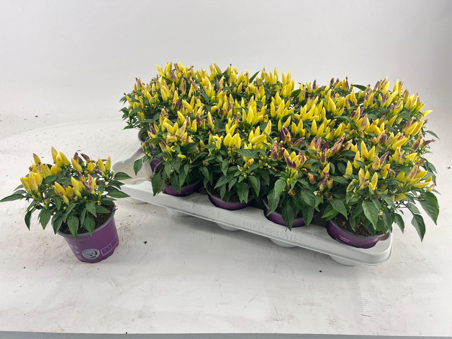 Capsicum ann. Salsa Yellow Red 20cm 510cm Pot