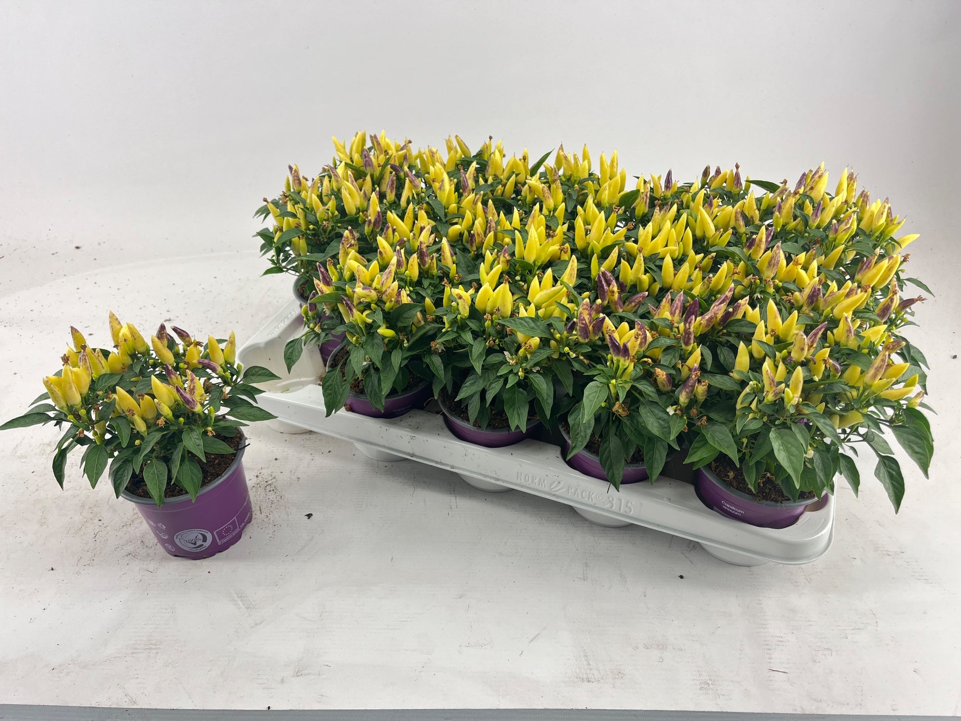 Capsicum ann. Salsa Yellow Red 20cm 510cm Pot