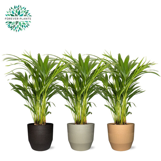 Dypsis lutescens 50cm 14cm Pot