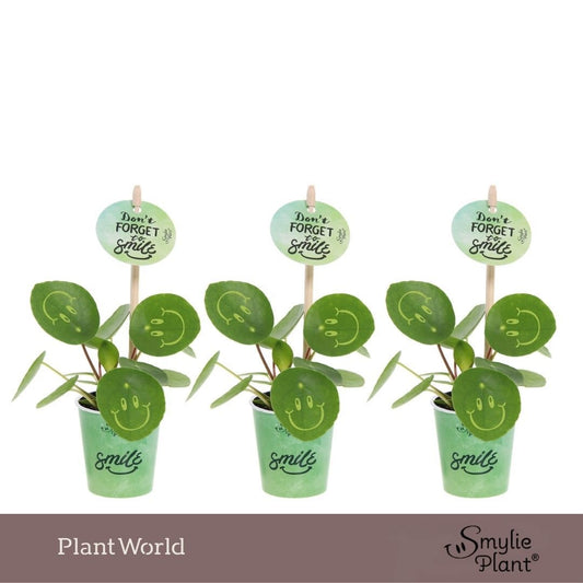 Pilea peperomioides 10cm 5.5cm Pot