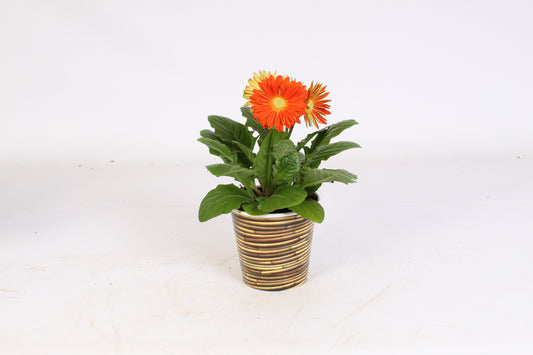 Gerbera mix 20cm 12cm Pot