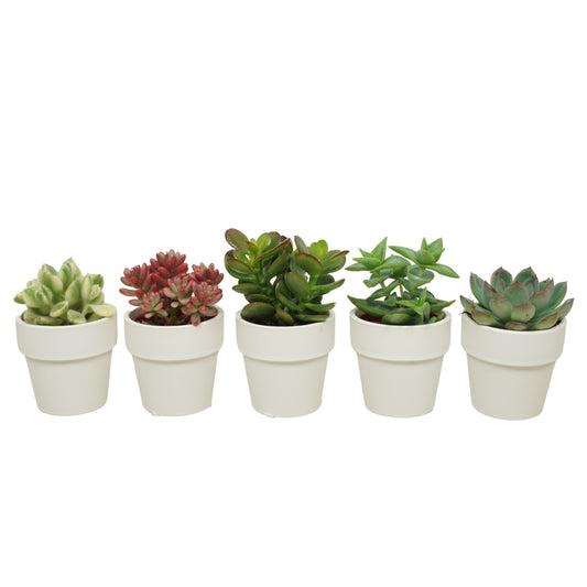 Succulent mix 10cm 5.5cm Pot
