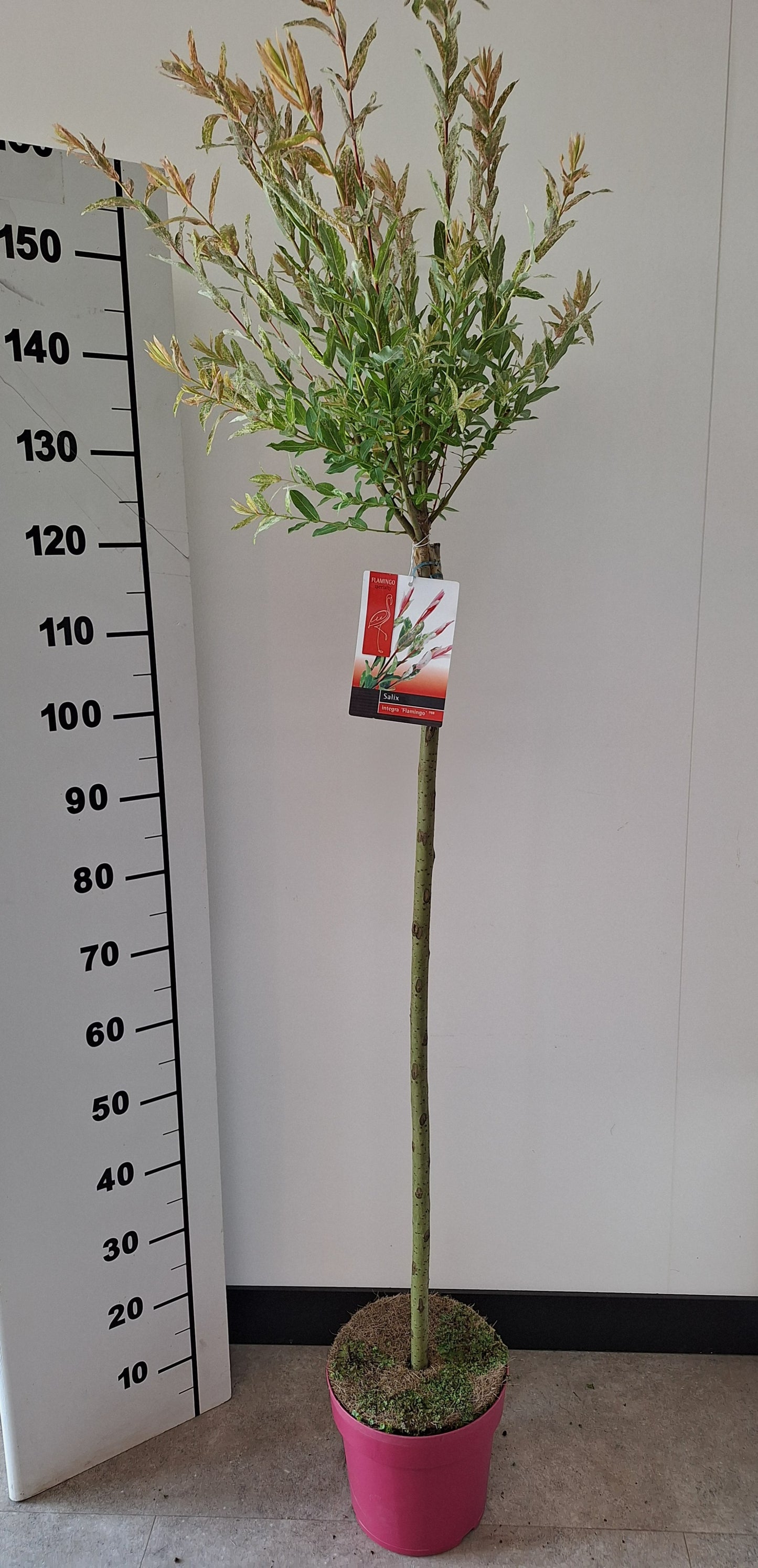 Salix integra Flamingo standard in pink pot 145cm 23cm Pot