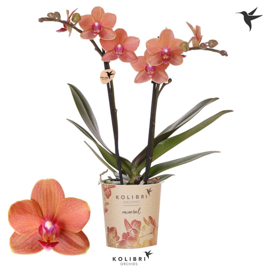 OK Plant Phalaenopsis multiflora Bolzano Pack of 12