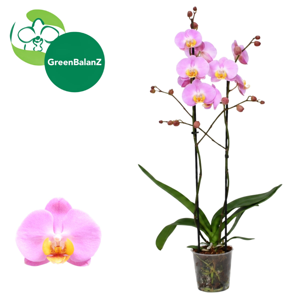 Phalaenopsis pink 55cm 12cm Pot
