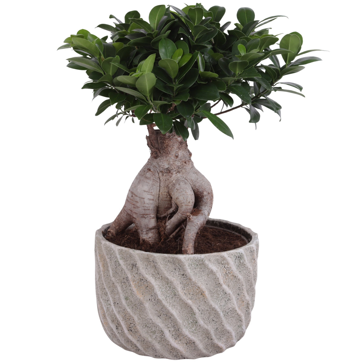 Ficus Ginseng 50cm 26cm Pot