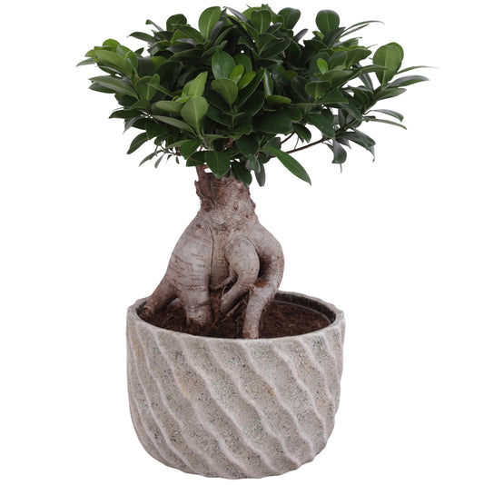Ficus Ginseng 50cm 26cm Pot
