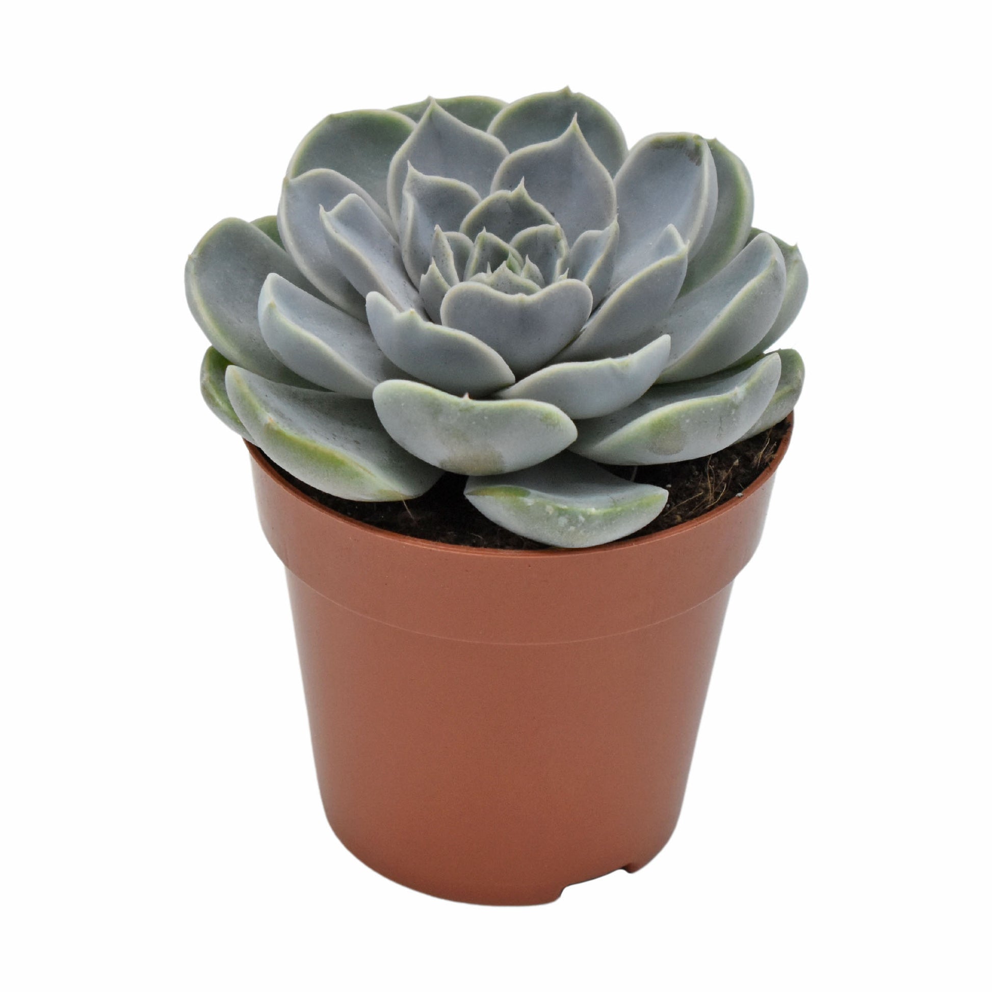 Echeveria Rosetta Cielo 10cm Special Pot (508)