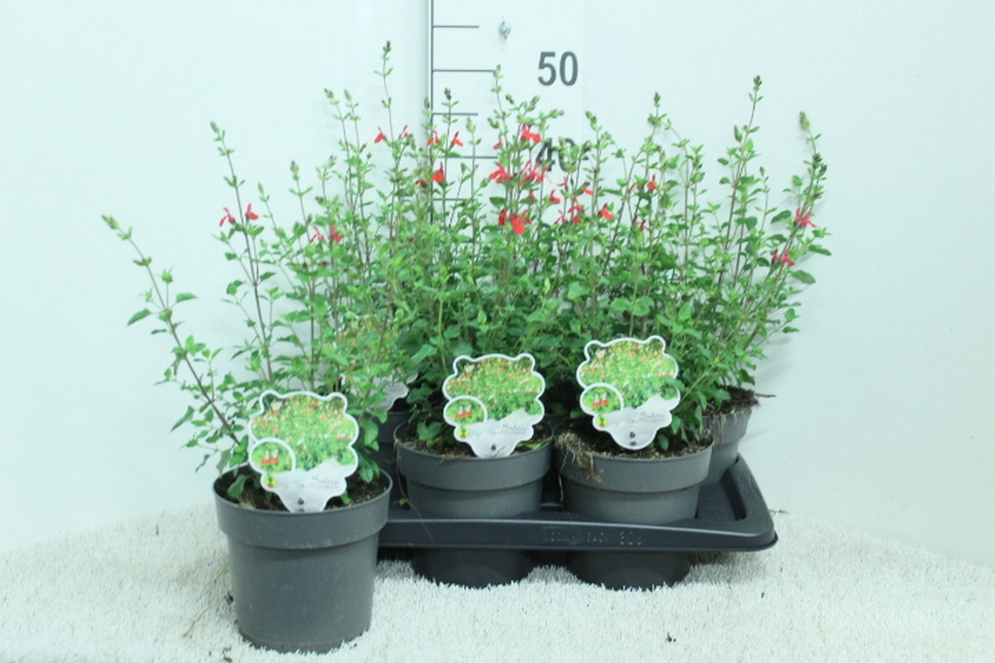 Salvia mic. Hot Lips 50cm 17cm Pot