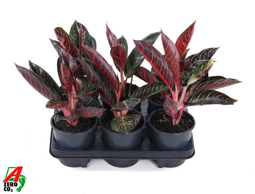 Aglaonema Hybrid 30cm 13cm Pot