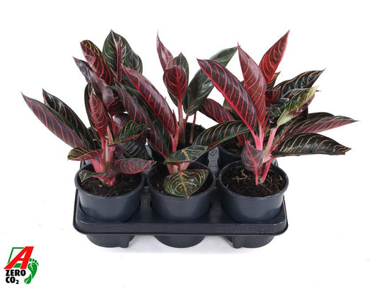 Aglaonema Hybrid 30cm 13cm Pot