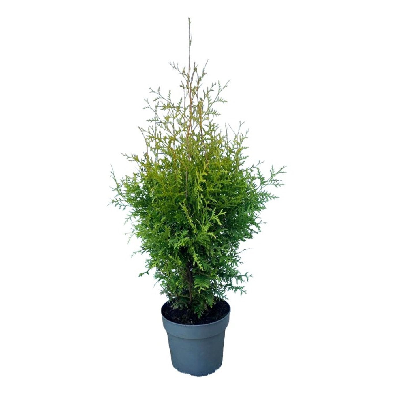 Thuja occidentalis Brabant 80cm 21cm Pot