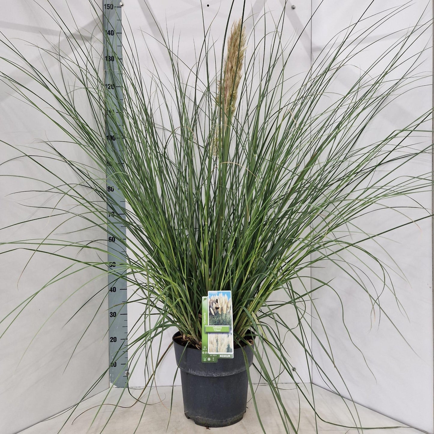 Cortaderia sel. Tiny Pampa 140cm 29cm Pot