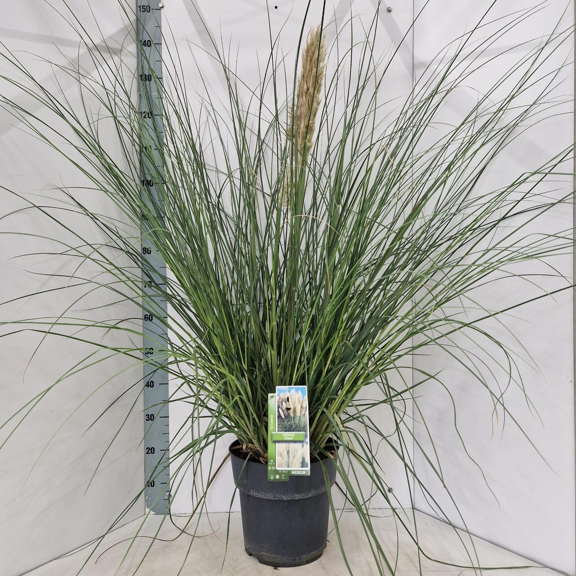 Cortaderia sel. Tiny Pampa 140cm 29cm Pot
