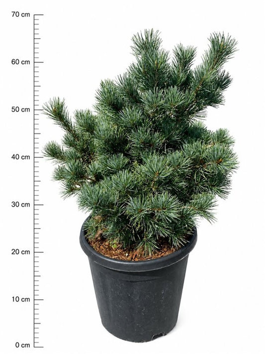 Pinus par. Negishi 70cm 32cm Pot