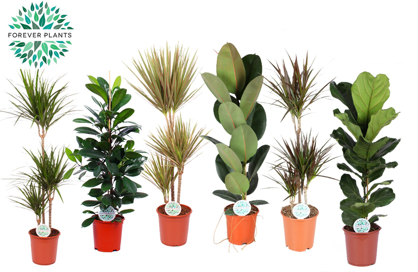 Foliage houseplants mix 120cm 24cm Pot