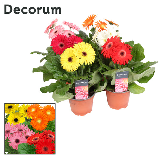 Gerbera mix + decorum hoes 22cm 12cm Pot