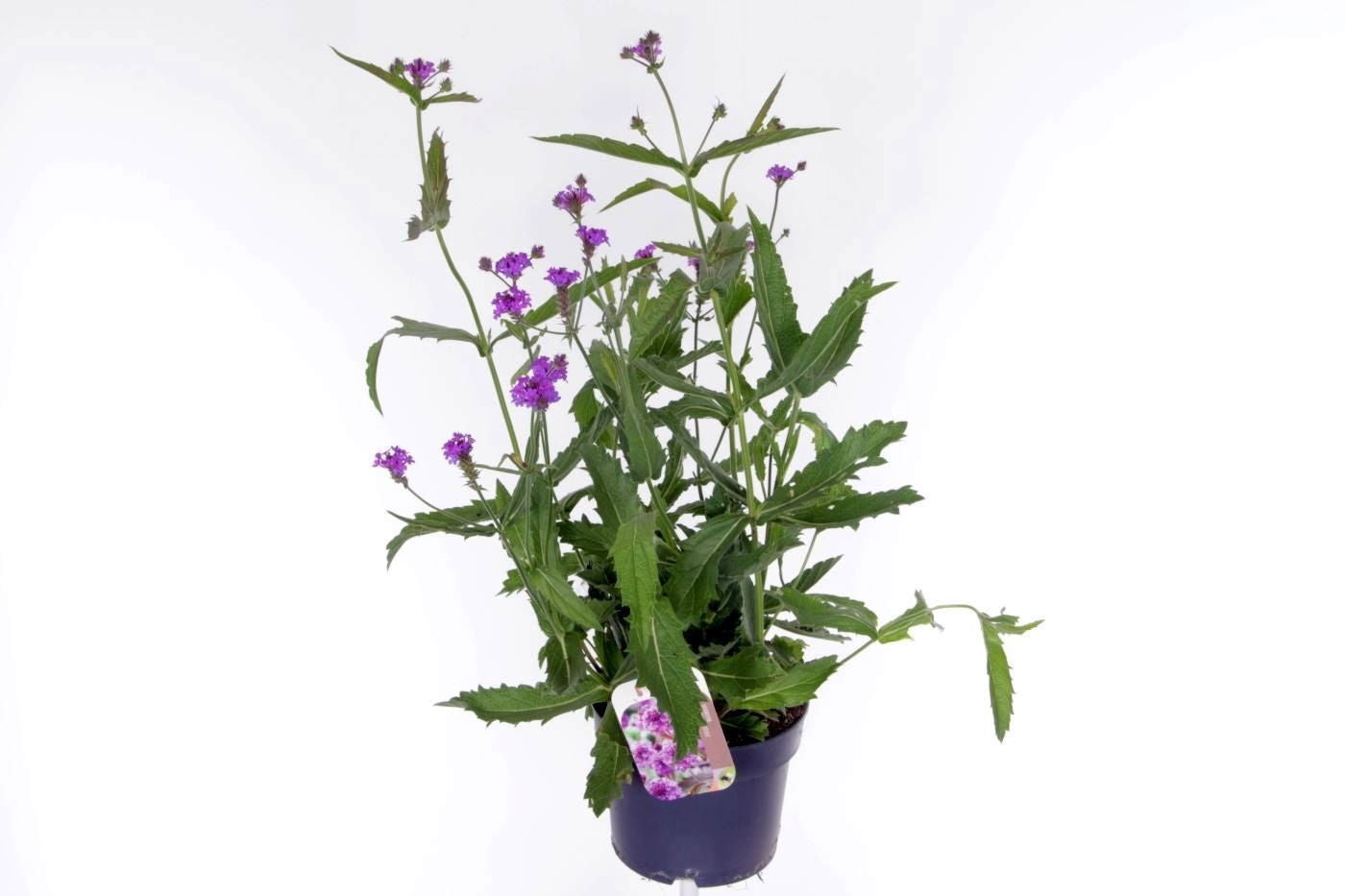Verbena rigida 60cm 17cm Pot