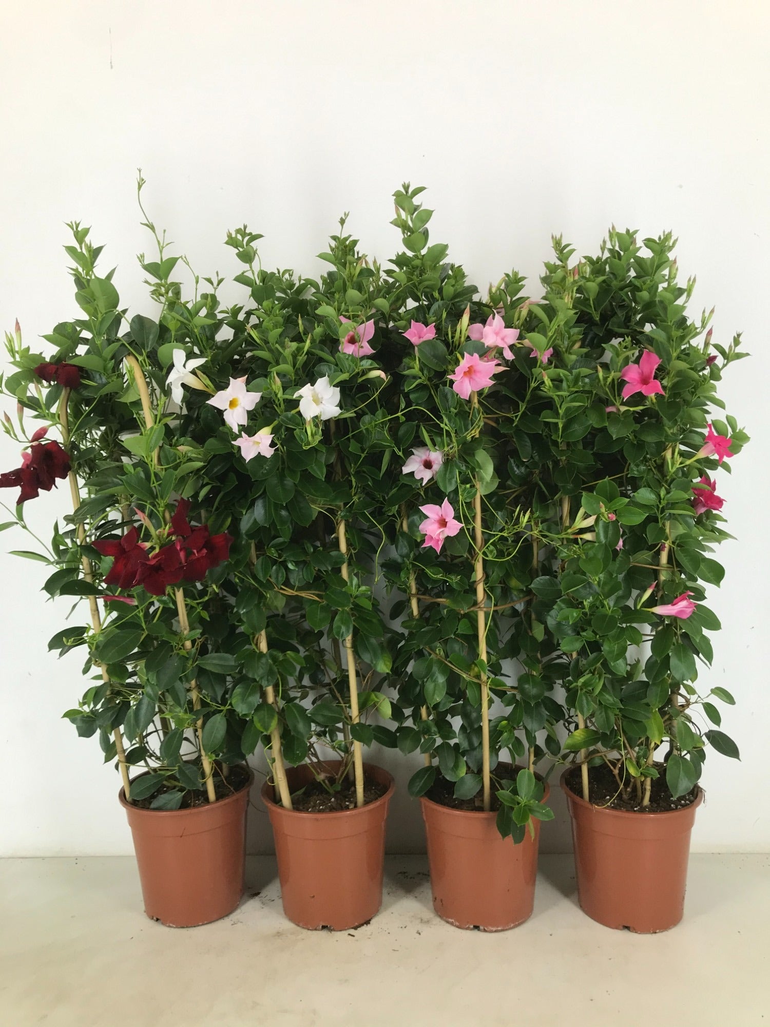 Mandevilla Rio mix 90cm 22cm Pot