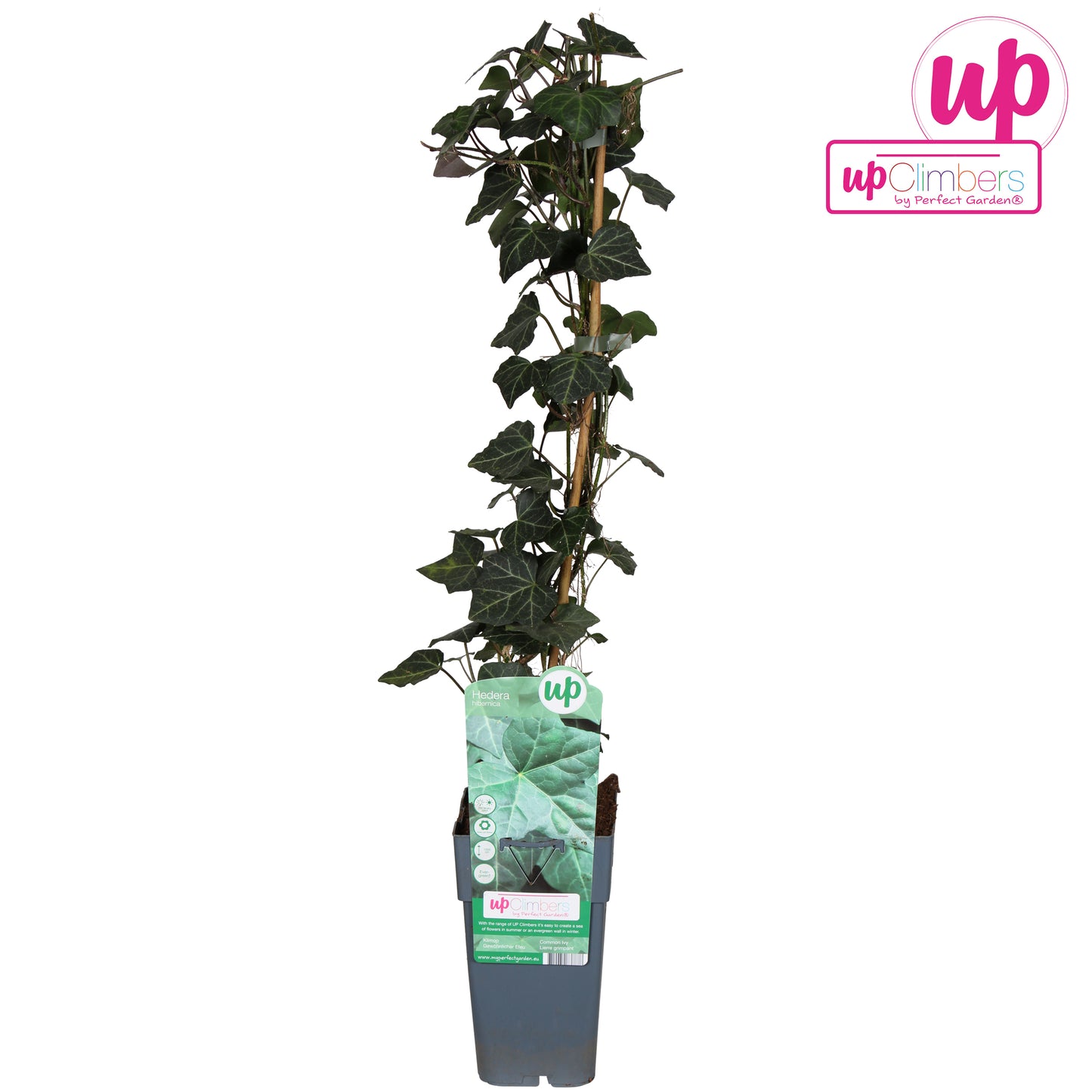 Hoogeveen Plants BV Hedera hibernica Pack of 10