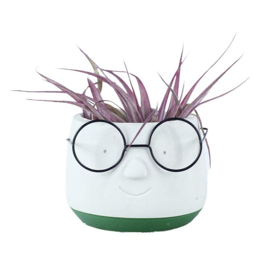tillandsia-dude-15cm-8cm-pot