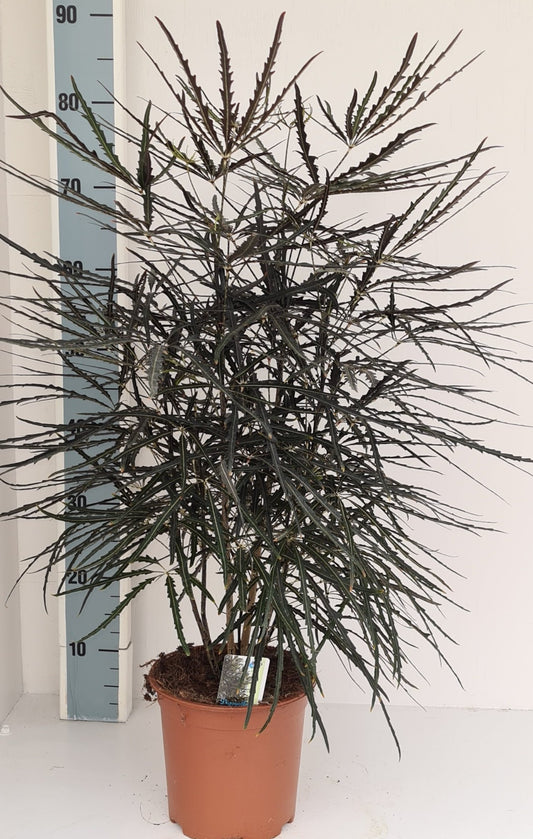Dizygotheca elegantissima 60cm 19cm Pot
