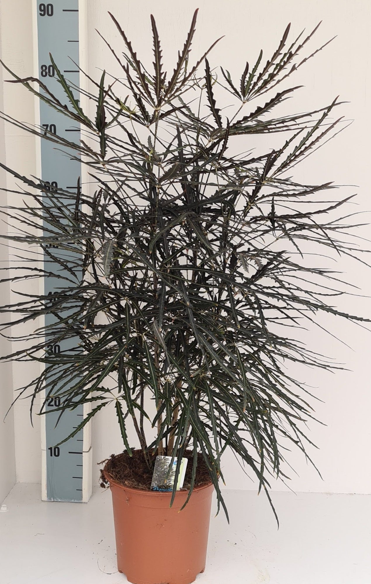 Loo VOF, kwekerij 't Dizygotheca elegantissima Pack of 1