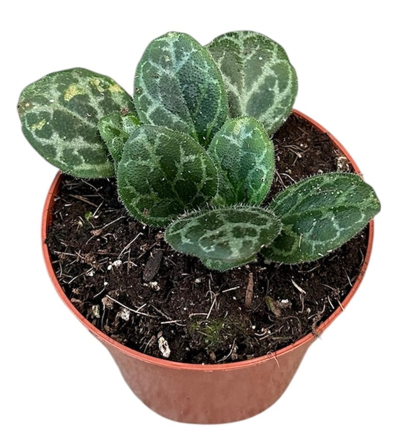 Primulina Yungfuensis 12cm 8cm Pot