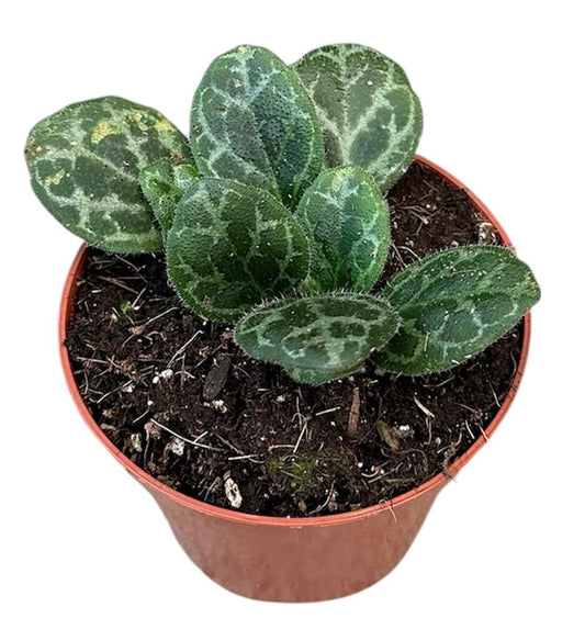 Primulina Yungfuensis 12cm 8cm Pot