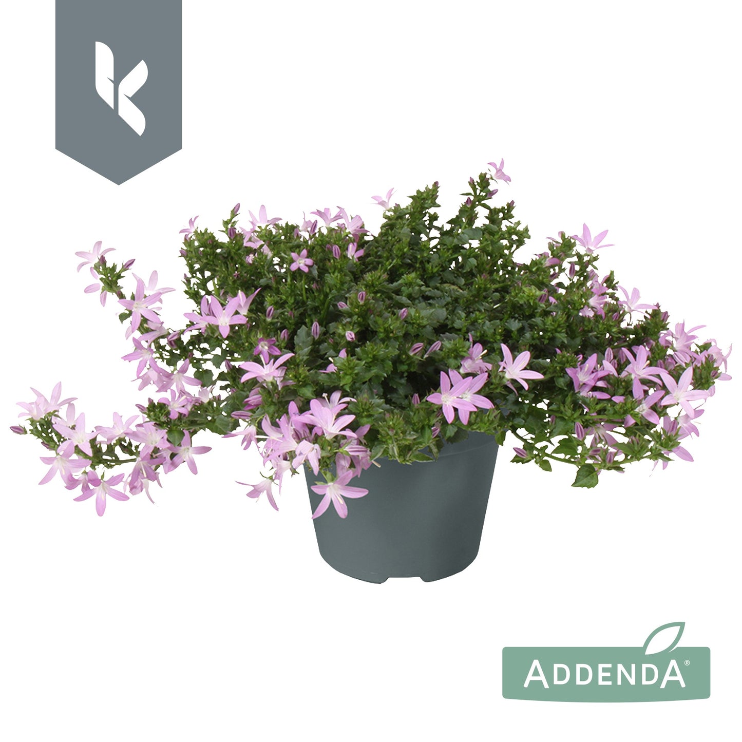 Campanula Adansa pink 25cm 15cm Pot