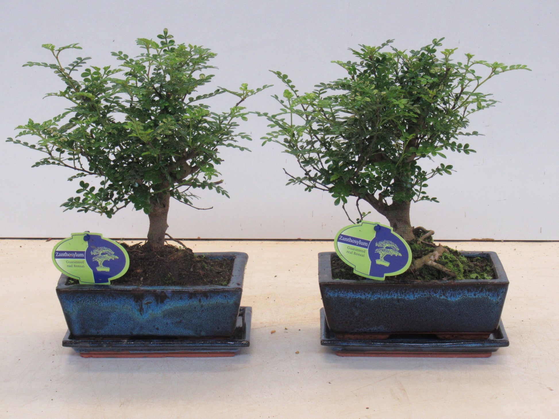 Zanthoxylum piperitum 30cm 20cm Pot