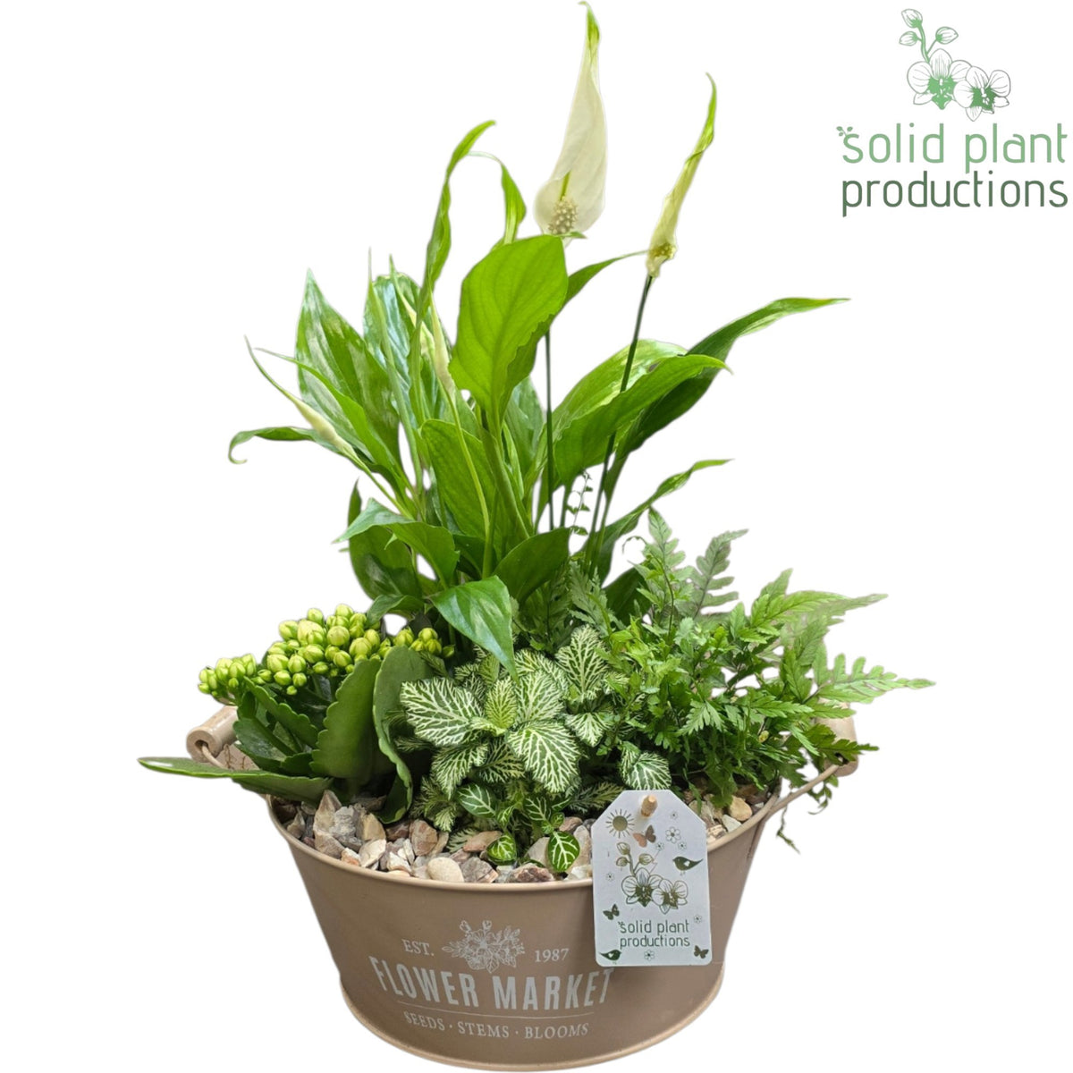 SP019 Flower Market Bowl Spathiphyllum 40cm 26cm Pot