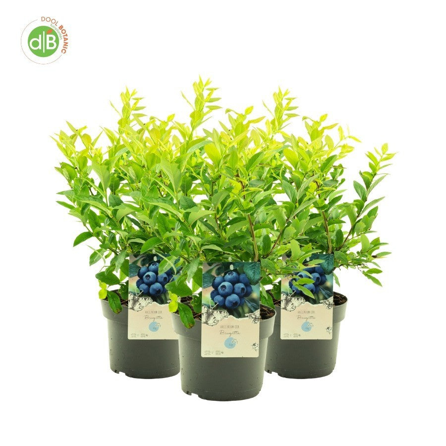 Vaccinium corymbosum ("Blueberry") 40cm 19cm Pot