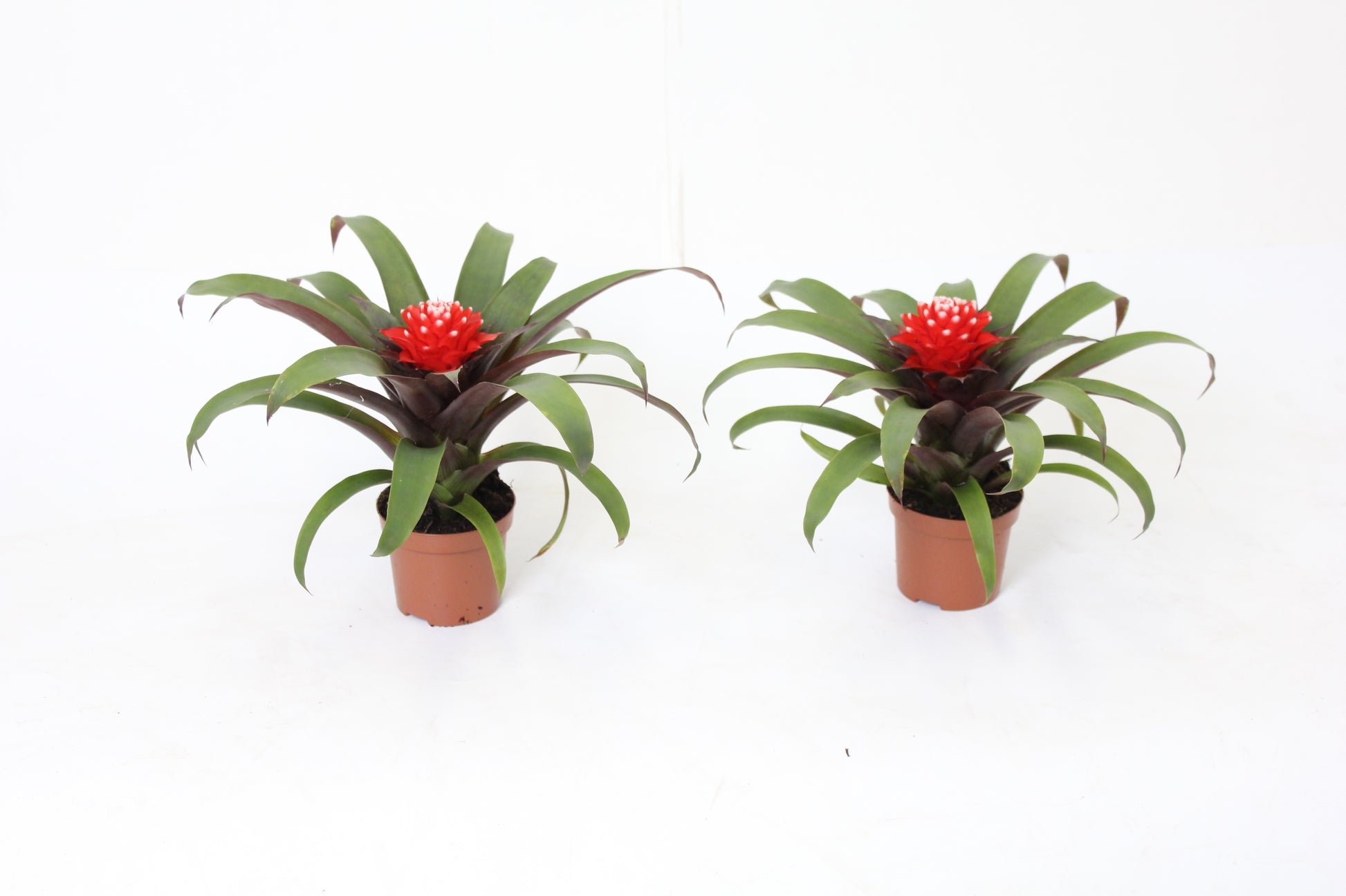 Guzmania Priscilla 15cm 9cm Pot