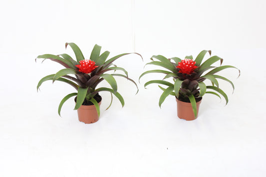 Guzmania Priscilla 15cm 9cm Pot