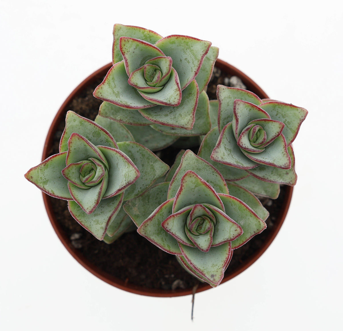 Crassula perforata 10cm 8.5cm Pot