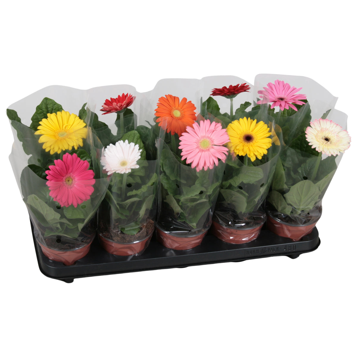 Gerbera mix 20cm 12cm Pot