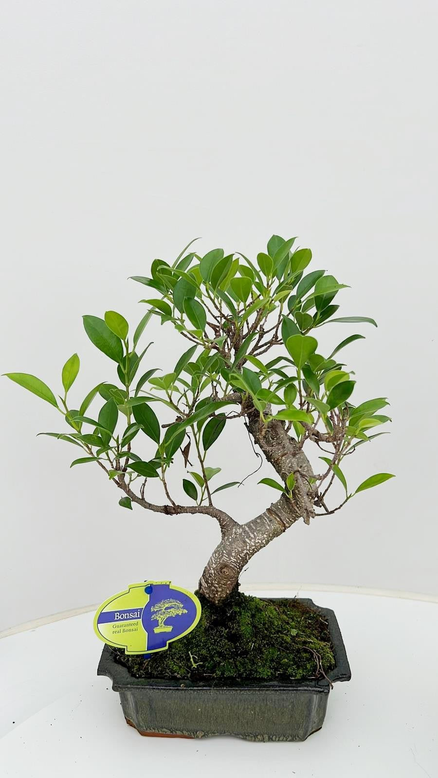 Bonsai Mix 35cm 20cm Pot