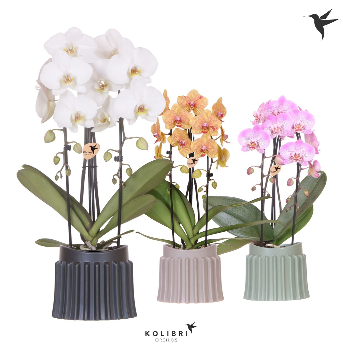 Phalaenopsis Elegant cascade 50cm 12cm Pot