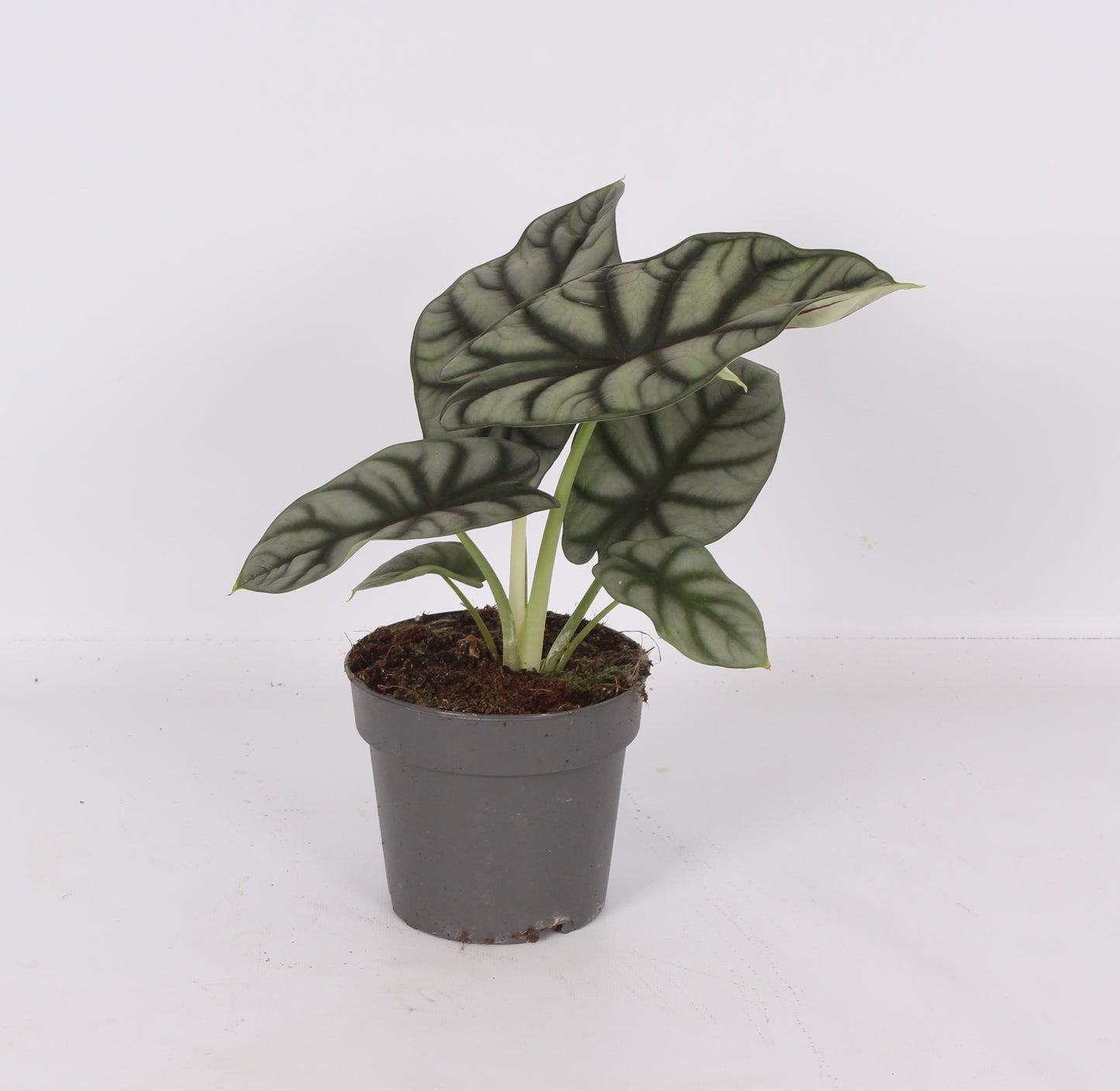 Ichtus Plants Alocasia Silver Dragon Pack of 8