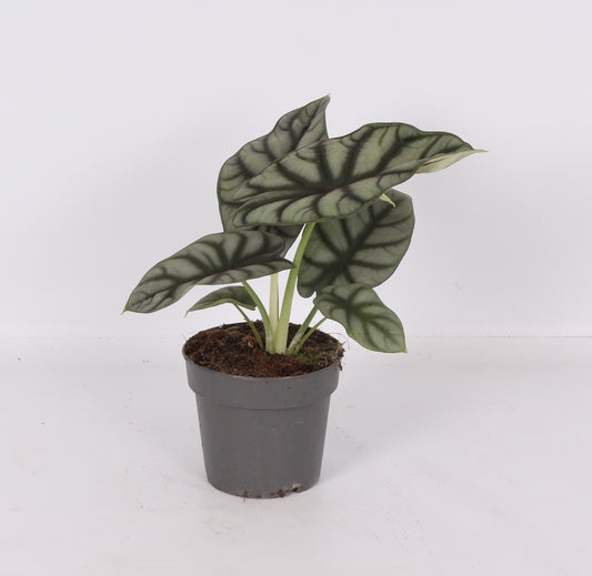 Alocasia amazonica 30cm 14cm Pot