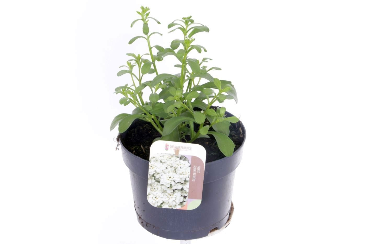Iberis sempervirens 30cm 17cm Pot