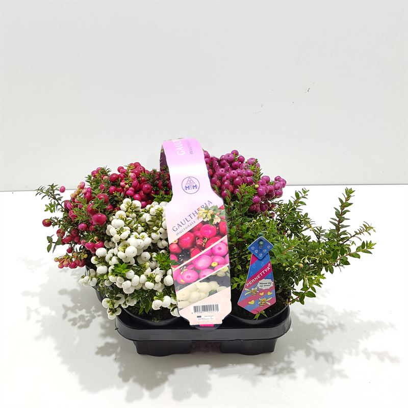 Gaultheria mucronata 15cm 10.5cm Pot