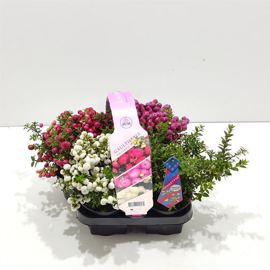 Gaultheria mucronata 15cm 10.5cm Pot