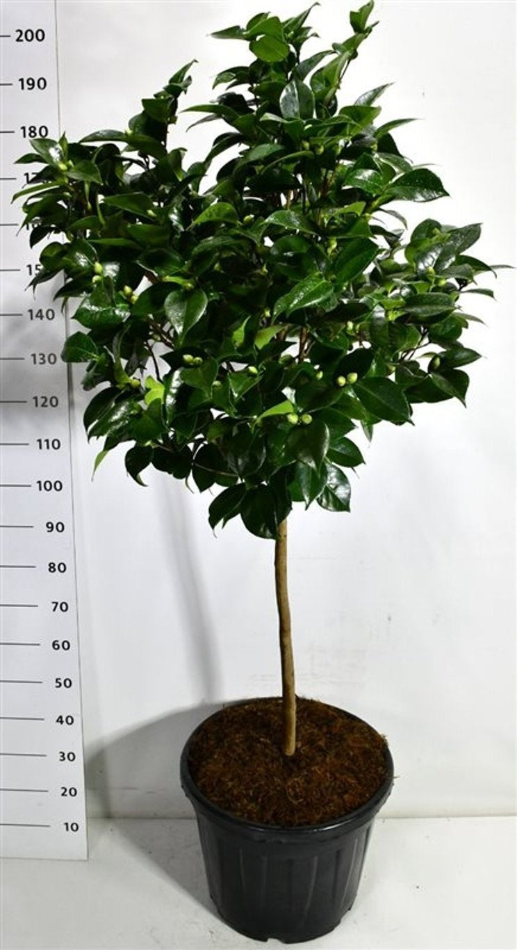 Bloemenkampen BV, Hkw. de Camelia variable mix Pack of 1