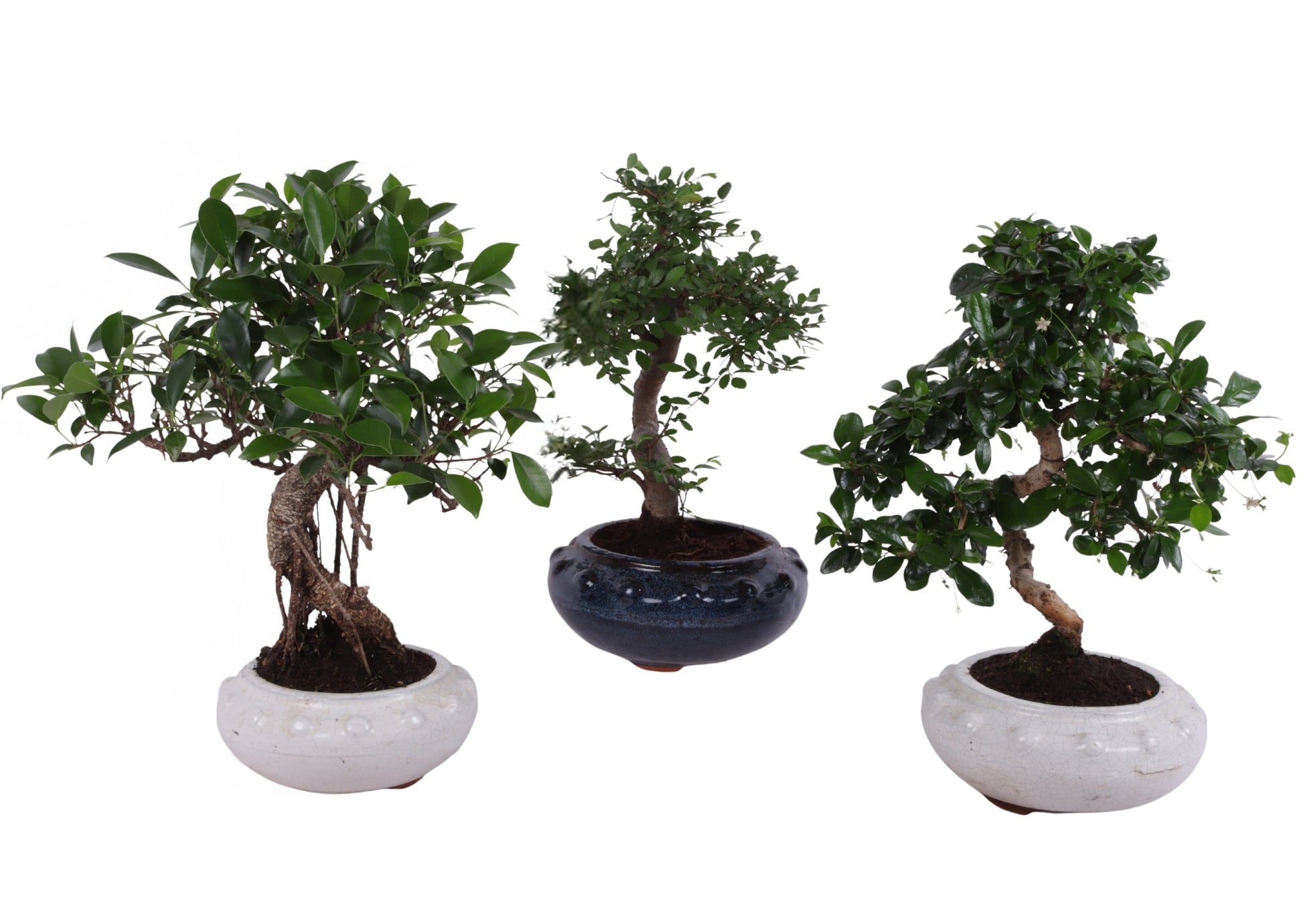 Bonsai mix 40cm 19cm Pot
