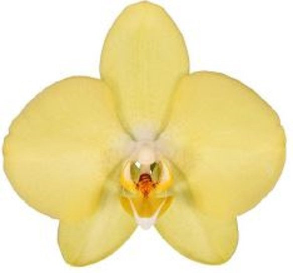 Phalaenopsis mix 45cm 12cm Pot