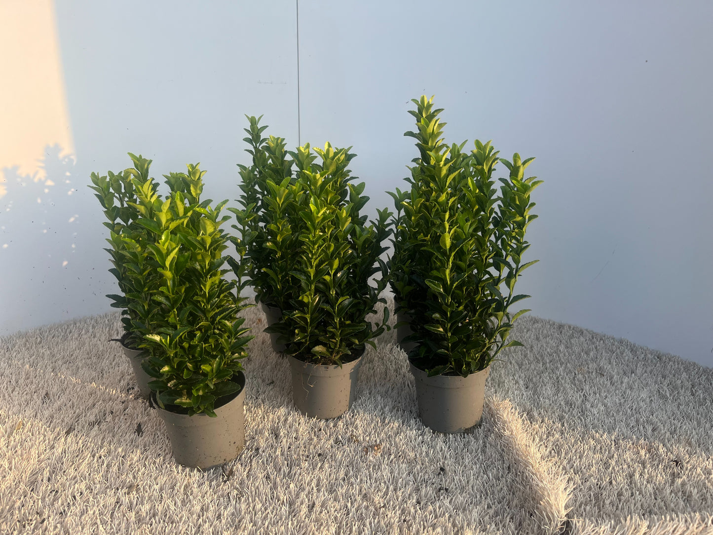 Euonymus Green Rocket 22cm 11cm Pot
