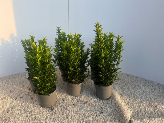 Euonymus Green Rocket 22cm 11cm Pot